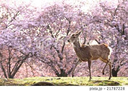 桜と鹿 21787228