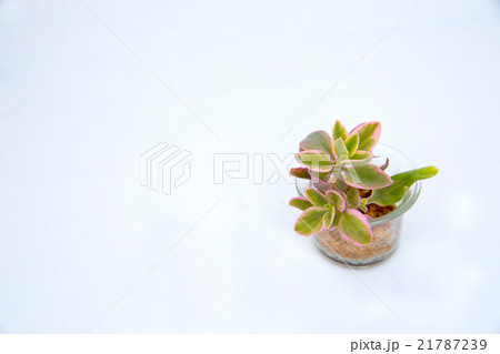 多肉植物　Fleshy plant　ベビーサンローズ 21787239