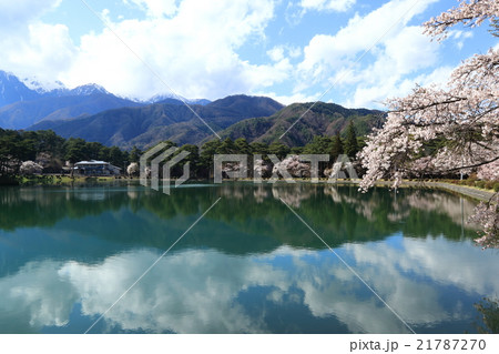 長野県飯島町 千人塚公園の桜 長野県飯島町 千人塚公園の桜 21787270