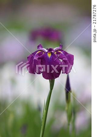 花菖蒲 21787276