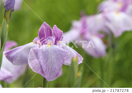 花菖蒲 21787278