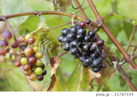 ぶどう畑13 21787334