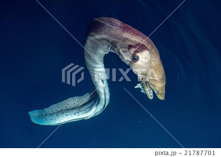 Eel mooray portrait in maldives 21787701