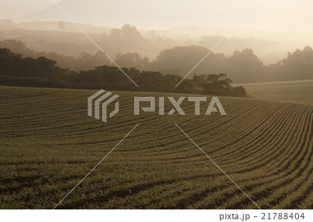 朝霧の大地 21788404