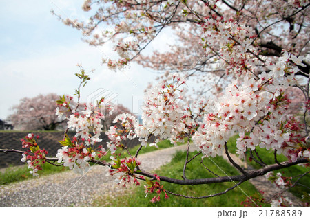 さくら舞う さくら舞う 21788589