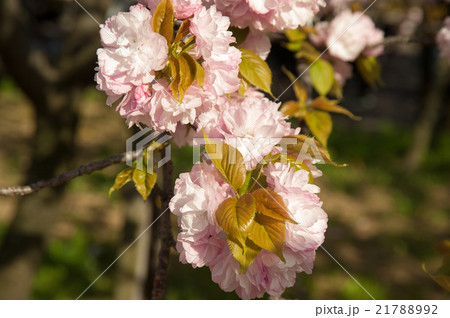 造幣局桜 21788992