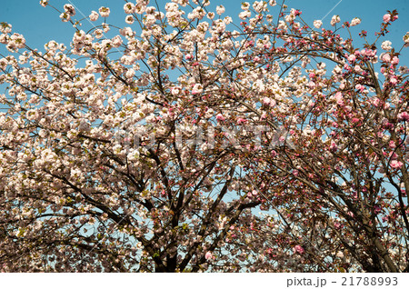 造幣局桜 造幣局桜 21788993