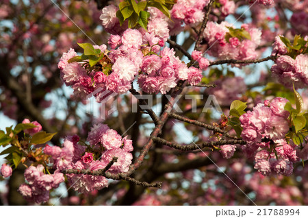 造幣局桜 21788994