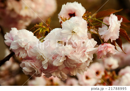 造幣局桜 造幣局桜 21788995