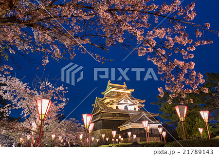 国宝松江城 夜桜 花見 国宝松江城 夜桜 花見 21789143
