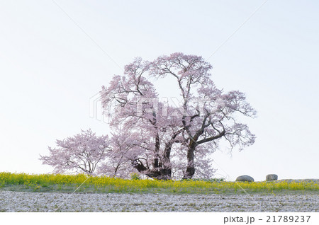 塩ノ崎の大桜 早朝 福島県 塩ノ崎の大桜 早朝 福島県 21789237