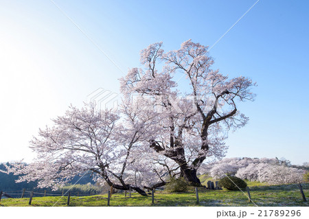 塩ノ崎の大桜 早朝 福島県の写真素材