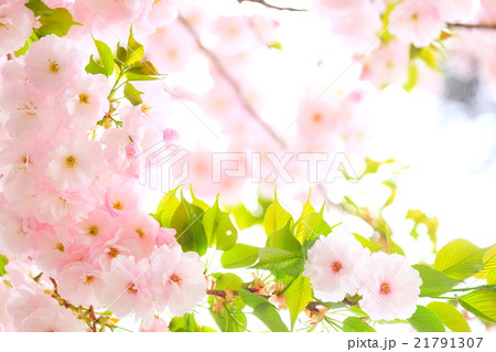 八重桜 21791307