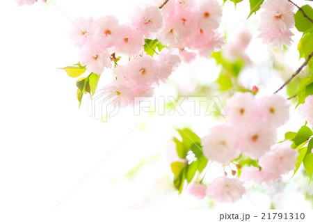 八重桜 21791310