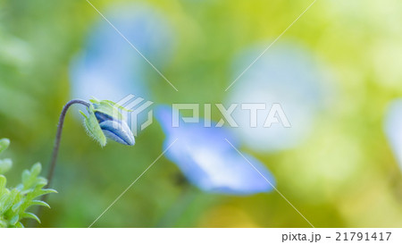 ネモフィラ ネモフィラ 21791417