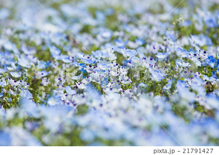 ネモフィラ 21791427