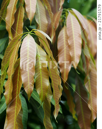 young new mango leaves green and brown young new mango leaves green and brown 21791579