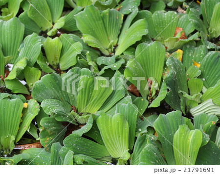 mosquito water fern green leaves background mosquito water fern green leaves background 21791691