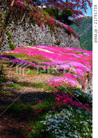 高開の石積み　芝桜 21791738