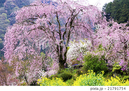首都圏の桃源郷　花の寺 21791754