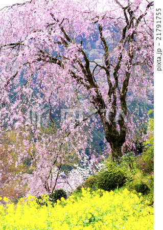 首都圏の桃源郷　花の寺 21791755