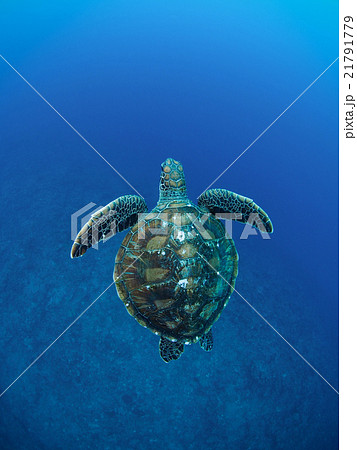 ウミガメ ウミガメ 21791779