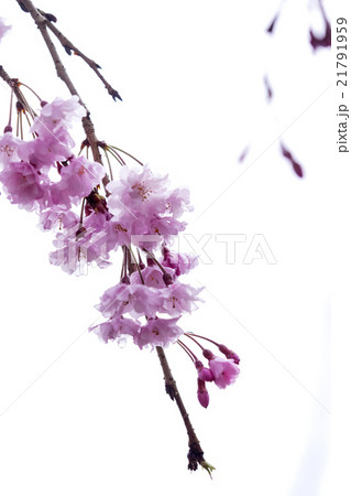 首都圏の桃源郷　花の寺　龍珠院 21791959