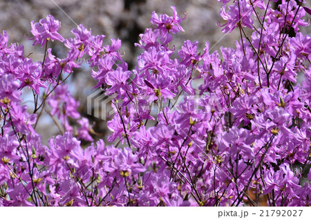 ミツバツツジ 21792027