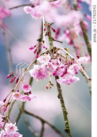 枝垂れ桜 21792042