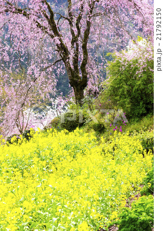 首都圏の桃源郷　花の寺　龍珠院 21792150