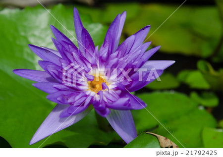 Lotus or Water Lily 21792425