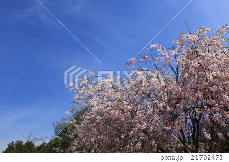 桜753 桜753 21792475