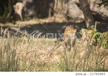 the leopard are hiding 21792665