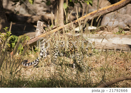 the leopard are hiding 21792666