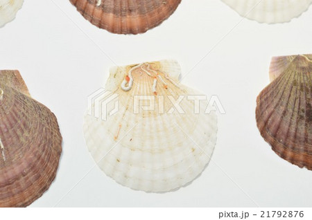 ホタテ貝　白バック 21792876