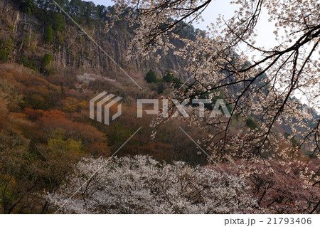 屏風岩の桜（奈良県宇陀郡曽爾村） 21793406