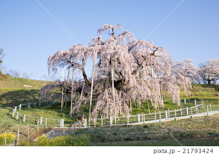 三春滝桜 21793424