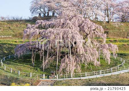 三春滝桜 21793425