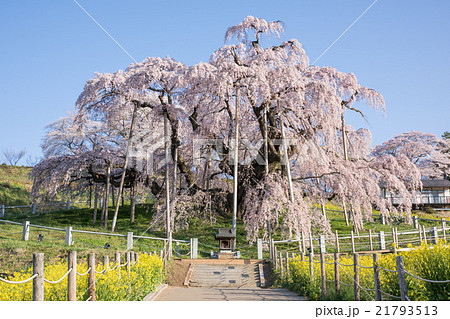 三春滝桜 三春滝桜 21793513