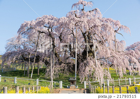 三春滝桜 三春滝桜 21793515