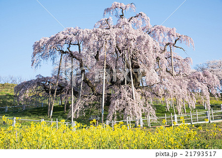 三春滝桜 21793517