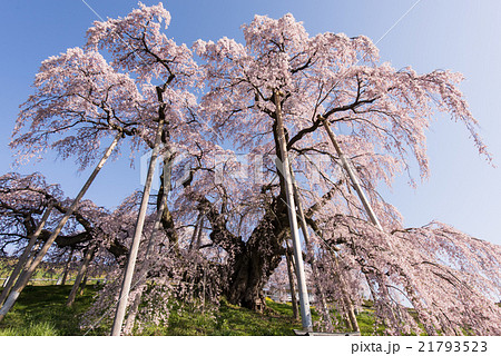 三春滝桜 三春滝桜 21793523