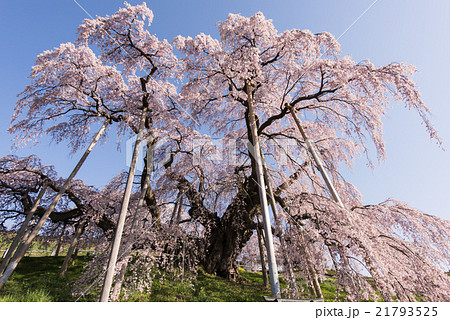 三春滝桜 21793525