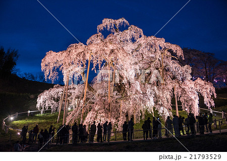 三春滝桜 21793529