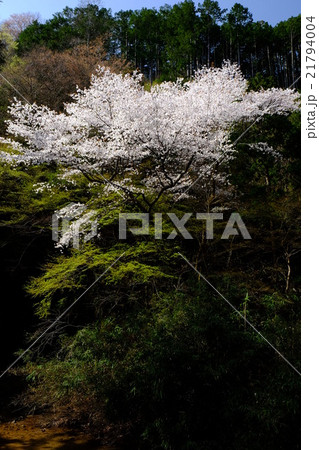 山桜と新緑（奈良県吉野郡東吉野村） 21794004