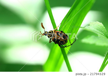 どこへ行こうか どこへ行こうか 21794329