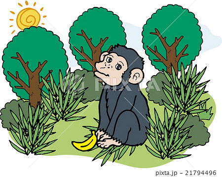 野生動物　チンパンジー 21794496