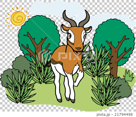 Wild animals Gazelle 21794498