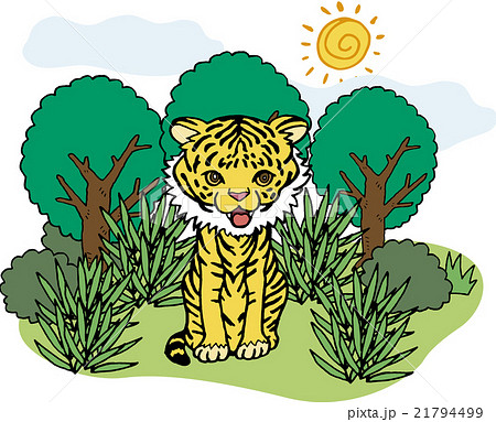 野生動物　トラ 21794499
