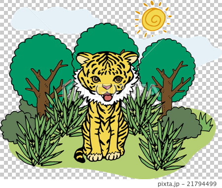 野生動物　トラ 21794499